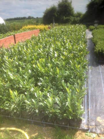 Laurel Hedging Plants For Sale Dunmow