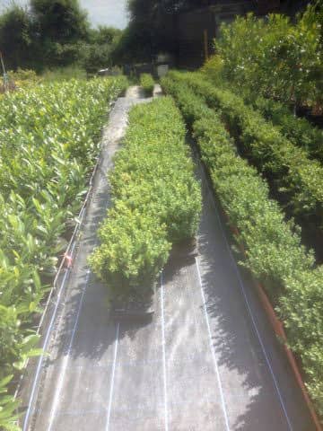 Laurel Hedging Plants For Sale Essex